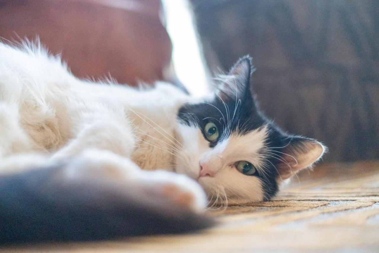 דירות בלקפול Cavendish Cat And Gaming House מראה חיצוני תמונה